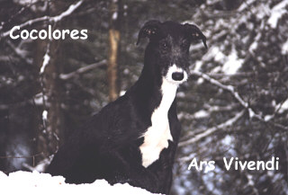 Galgo Espa&ntilde;ol-R&uuml;de Cocolores Ars Vivendi