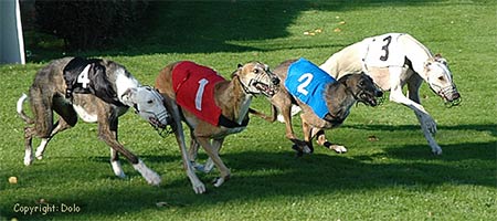 Galgos Espa&ntilde;oles beim internationalen Rennen in Beringen/B