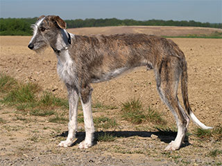 Galgo Espa&ntilde;ol R&uuml;de Romanow's Belami