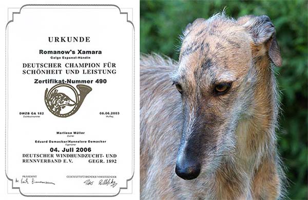 Galgo Espa&ntilde;ol H&uuml;ndin Romanow's Xamara ist Deutscher Champion f&uuml;r Sch&ouml;nheit und Leistung