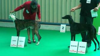 Galgo Espa&ntilde;ol R&uuml;den Umberto a la Cour du Roi Boulou und U'Valiente Esteban v.l.