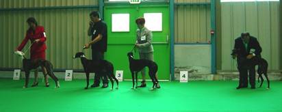 Galgo Espa&ntilde;ol H&uuml;ndinnen Offene Klasse