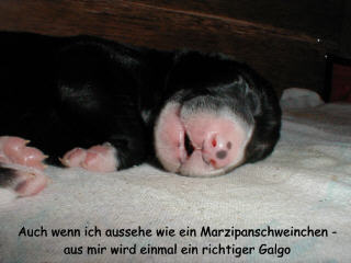 6 Tage junger Galgo Espa&ntilde;ol Welpe