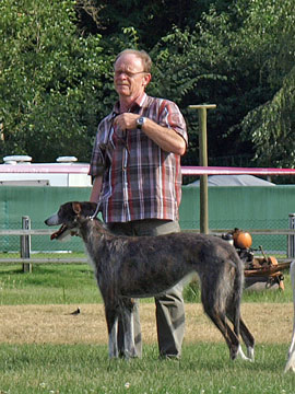 Galgo Espa&ntilde;ol H&uuml;ndin Romanow's Bonanova anl&auml;sslich der Ehrung in K&ouml;ln