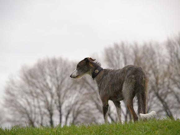 Galgo Espa&ntilde;ol H&uuml;ndin Romanow's Bonanova