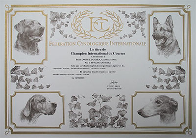 Urkunde Champion International de Courses f&uuml;r Galgo Espa&ntilde;ol H&uuml;ndin Romanow's Xamara