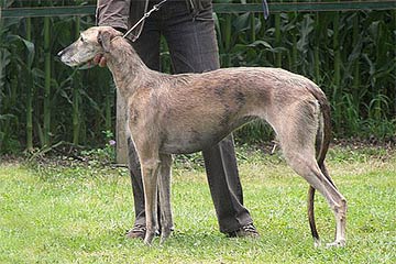 Galgo Espa&ntilde;ol H&uuml;ndin Romanow's Xamara anl&auml;sslich der SLAG 2008 in Vregille/F