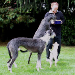 her mit den Hundekeksen