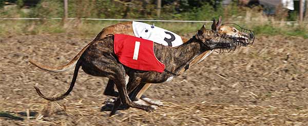 Bonito (hinten) und Del Ninos Vencedores Catalina beim LCO-Coursing in K&ouml;ln