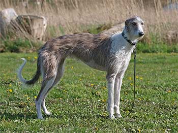 Galgo Espa&ntilde;ol H&uuml;ndin Romanow's Bailadora