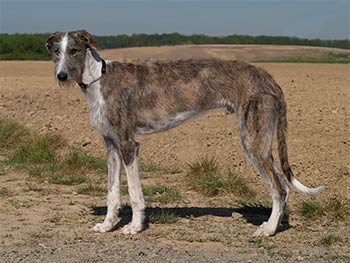 Galgo Espa&ntilde;ol R&uuml;de Romanow's Belami