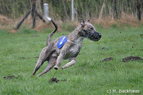 Galgo Espa&ntilde;ol R&uuml;de Romanow's Beryll beim Coursing-Lizenzlauf