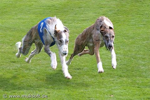 Galgo Espa&ntilde;ol R&uuml;de Romanow's Belami beim Lizenzlauf mit Paramour Celebrate The Great (re.) als einer der Begleithunde