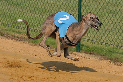 Galgo Espa&ntilde;ol H&uuml;ndin Romanow's Xamara auf der WM in Sachsenheim 2007