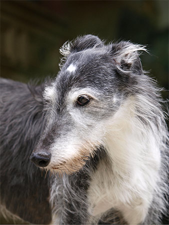 Galgo Espa&ntilde;ol H&uuml;ndin Cerunnos Voodoo - aufgenommen zwei Tage vor ihrem 14. Geburtstag