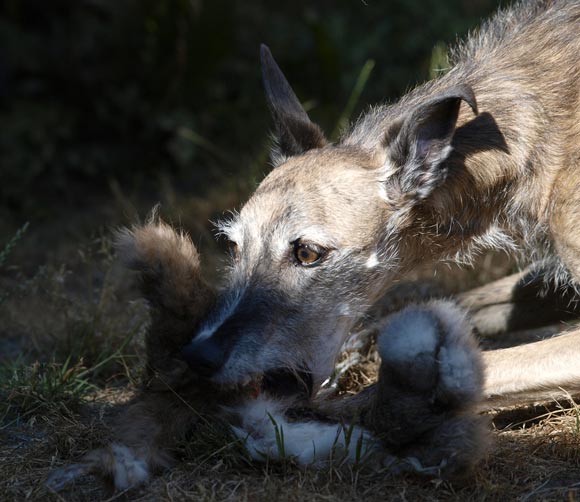 Galgo Espa&ntilde;ol H&uuml;ndin Romanow's Xamara hat Spa&szlig; am Hasenfell