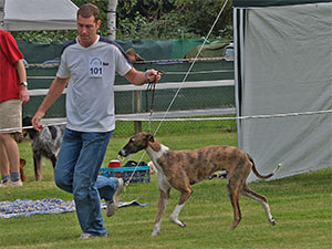 Galgo Espa&ntilde;ol R&uuml;de Paramour Celebrate The Great