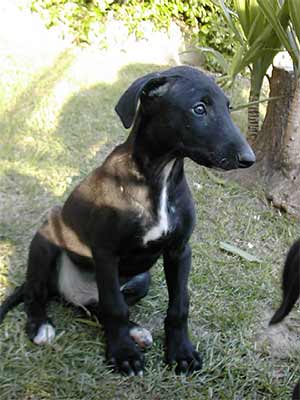 Galgo Espa&ntilde;ol Welpe