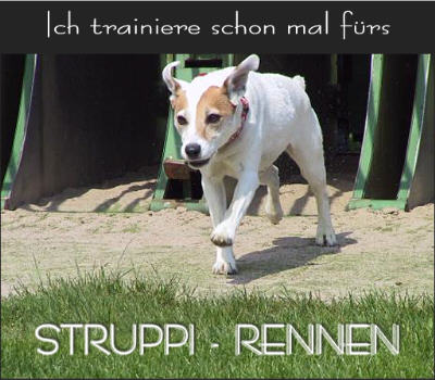Cerunnos Larifari trainiert f&uuml;rs Struppi-Rennen