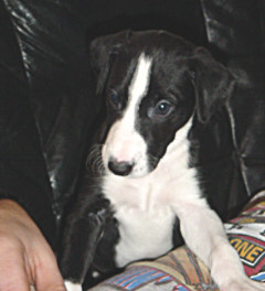 5 Wochen junger Galgo Espa&ntilde;ol Welpe