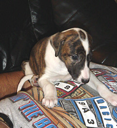 5 Wochen junger Galgo Espa&ntilde;ol Welpe
