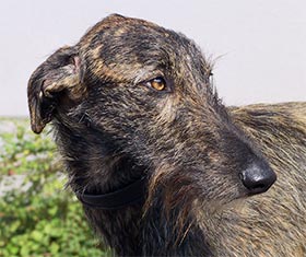 Galgo Espa&ntilde;ol R&uuml;de Romanow's Xanthos