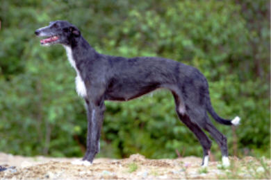 Cerunnos Esmeralda - Diva