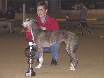 Galgo Espa&ntilde;ol H&uuml;ndin Doma Vaquera O&ntilde;a
