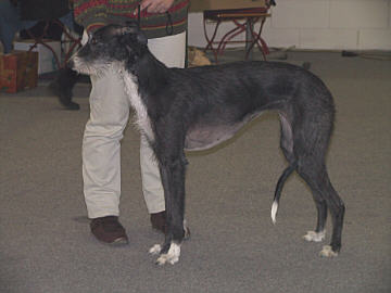 Galgo Espa&ntilde;ol H&uuml;ndin Little Lobito Azuela