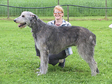 Irish Wolfhound-Hündin Beddgelert's Patty la Belle