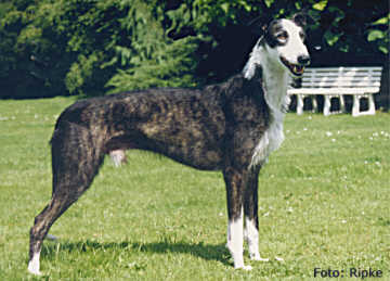 Galgo Espa&ntilde;ol R&uuml;de General del Llarrizo