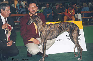 Galgo Espa&ntilde;ol H&uuml;ndin Rayma Ukelele