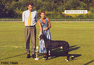 Galgo Espa&ntilde;ol R&uuml;de Paramour Attaboy What A Joy