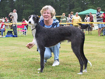 Galgo Espa&ntilde;ol R&uuml;de Little Lobito Akilios