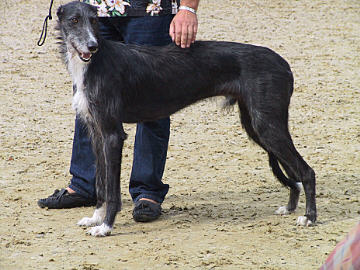 Galgo Espa&ntilde;ol R&uuml;de Romanow's Valentino