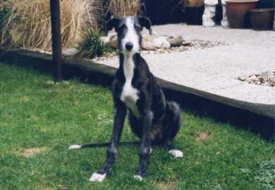 Sunny von vorne