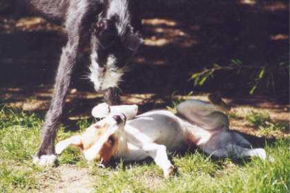 Sunny und Angie - gute Freunde