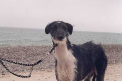 Lulu