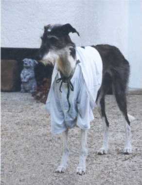 Lulu overdressed