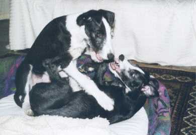Tati - Cerunnos Errol Flynn und seine Schwester Sunny