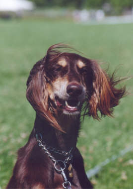 Faraq - Saluki-R&uuml;de El-A'dini Felix