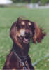 Faraq - Saluki-R&uuml;de El-A'dini Felix