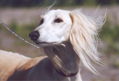 Robin - Saluki-R&uuml;de Kakadu Pink Robin
