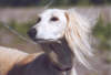 Robin - Saluki-R&uuml;de Kakadu Pink Robin