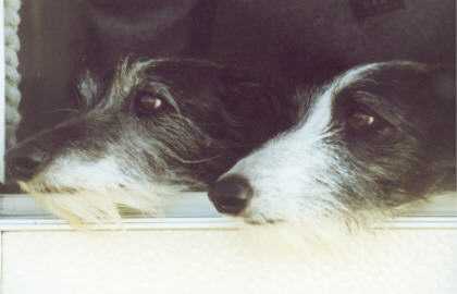 Lulu und Sunny Kopf an Kopf