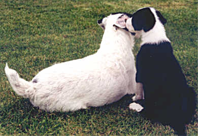 Parson Jack Russell Rednock Higgeldy Piggeldy und Cerunnos Errol Flynn im Alter von 6 Wochen