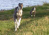 Lulu und Sunny