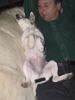 Parson Jack Russell Esprit