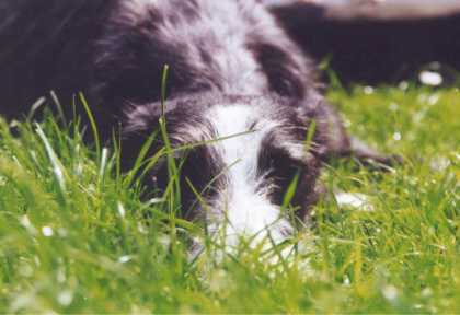 Sunny versteckt